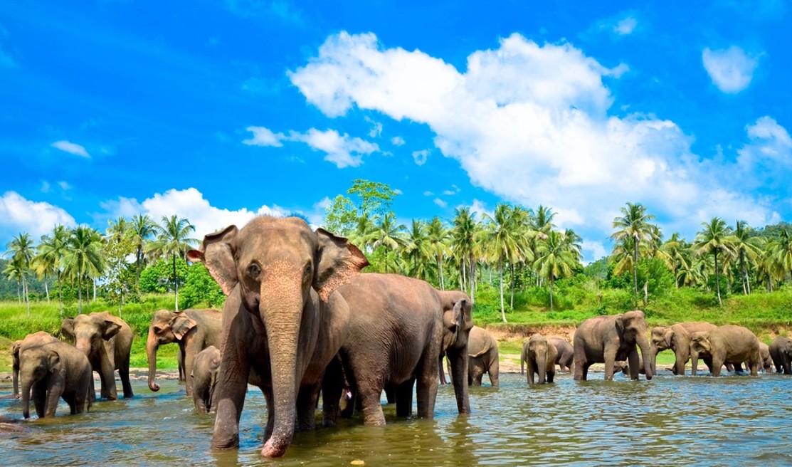 Vivere e Viaggiare - Sri Lanka